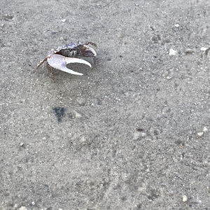 Meet your Posher, Abigail